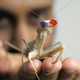 Image for article titled Praying Mantises Have a Completely Different Way of Seeing in 3D